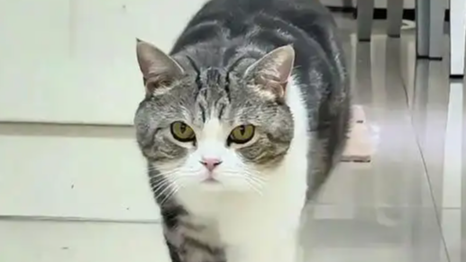 网红花臂猫咪“叨乐”因车祸离世热搜配图